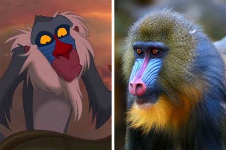 Eccentric Lion King Mandrill Shaman: Exploring the Mystical World of Nature's Unique Creature