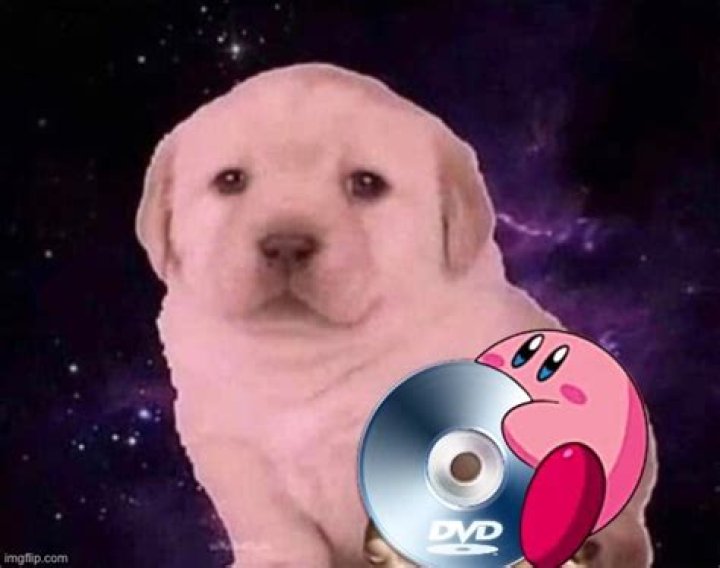 Kirby Dog Video Full: Hilarious Compilation!