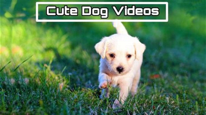 PRMovies Dog: Cute Puppy Videos & Clips!