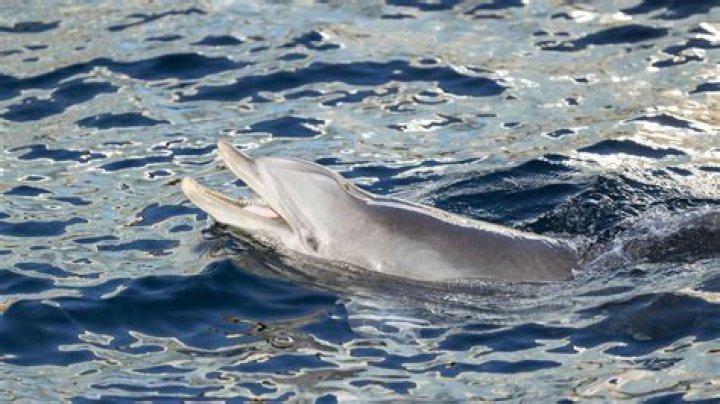 Unveiling the Secrets of Dolphin Penis: A Fascinating Exploration